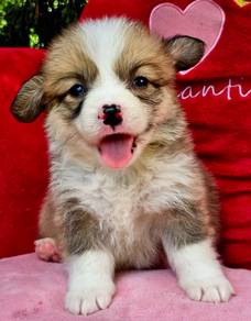 C120 柯基犬 CORGI PUPPIES 🌻fluffy Boy~Girl