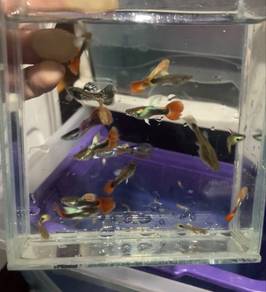 Guppy 