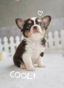 CHIHUAHUA PUPPIES VIP106🌷Head Apple Cute Dog