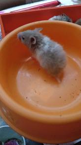 Syrian hamster big bone for sale 
