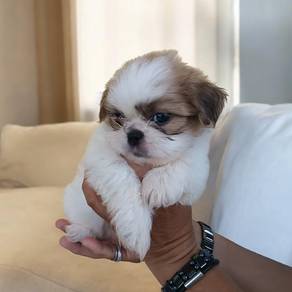 Shih tzu 