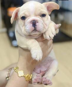 FRENCH BULLDOG PUPPIES 🌻VIP56 Girl  - Cream