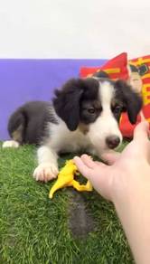 Border collie tri color mka microchip