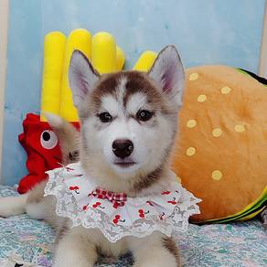 Wooly Husky