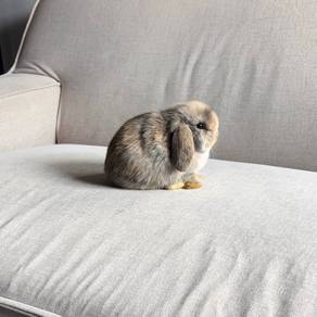 Holland lop bunny rabbit arnab