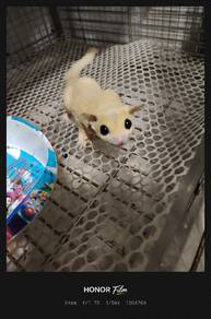 Sugar Glider 