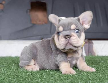 FRENCH BULLDOG PUPPIES🌻VIP12 Lilac Tan ~ Girl