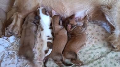 long hair Dachshund 
