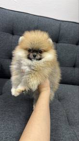 Orange Color Female Pomeranian Puppy F-399