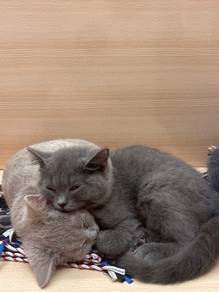 BSH cat for sale