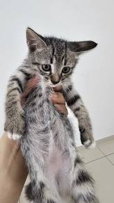 Cats looking  for adoption.
