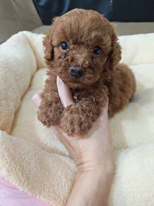 tiny poodle