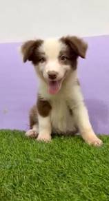 Border collie mka certificate