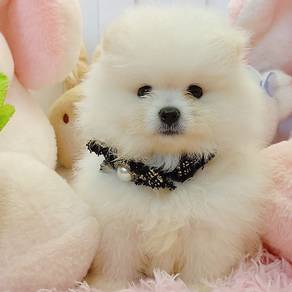 Pomeranian