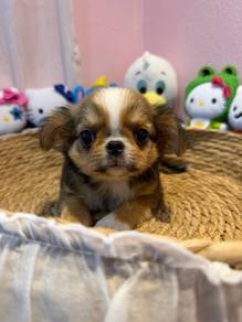 long coat chihuahua male 🐾