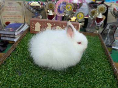 Arnab Jersey Wooly Rabbit