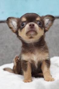 CHIHUAHUA PUPPIES CH269🌷 Head Apple Boy-Girl