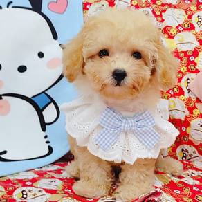 Poodle