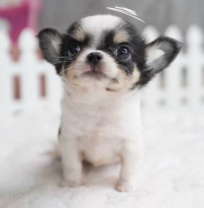CHIHUAHUA PUPPIES VIP69🌷Head Apple Boy