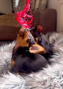 mini pinscher p
