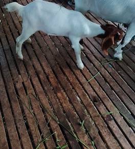 Anak kambing boer tino