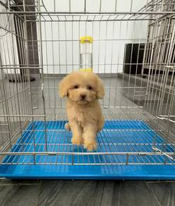 Toy poodle male puppy