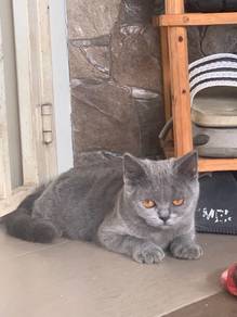 Anak Kucing BSH