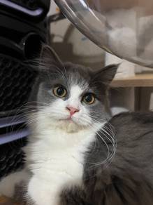 Adorable Fluffy Grey & White Girl Cat 4 Months