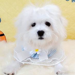 Bichon
