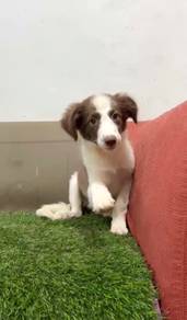 Border collie chocolate white