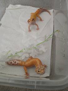 Gecko pair