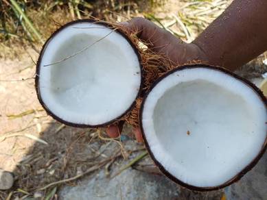 Buah Kelapa Tua Untuk Santan