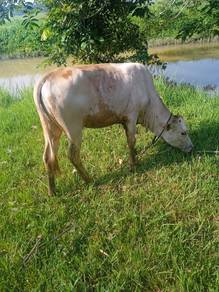 Lembu Untuk Dijual