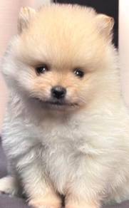 Pomeranian cream male female