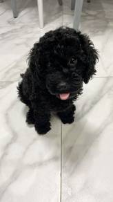 Warm-hearted Grey Poodle Cute Baby Face Teddy Bear