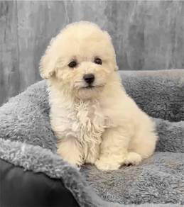 Golden doodle
