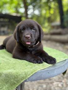 calculate colours Labrador retriever 3
