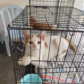 cat kucing