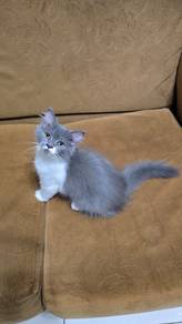 Female Domestic Longhair ( DLH )