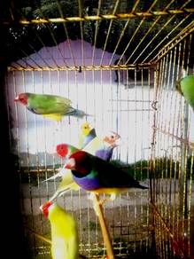Burung finch