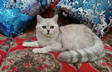 British Shorthair 