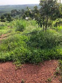 Agricultural Land in Yong Peng, JHR