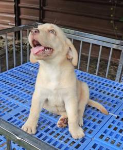 Labrador Retriever Puppy