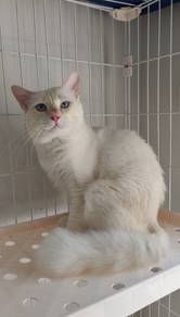 maincoon mix