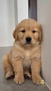 golden retriever