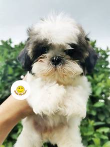 BVV1212 Shih Tzu brown white haired puppy