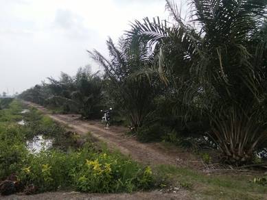 Agricultural Land in Semanggol, PRK