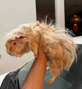 Long haired guinea pig