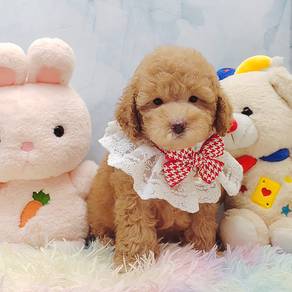 Poodle