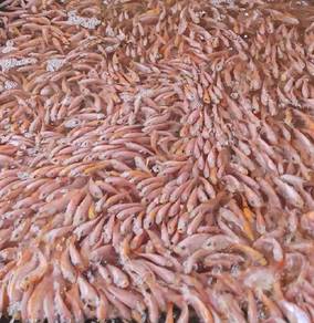 ikan talapia